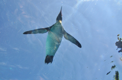 空飛ぶペンギン