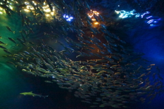 魚たちの団結