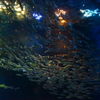 魚たちの団結