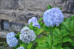 紫陽花