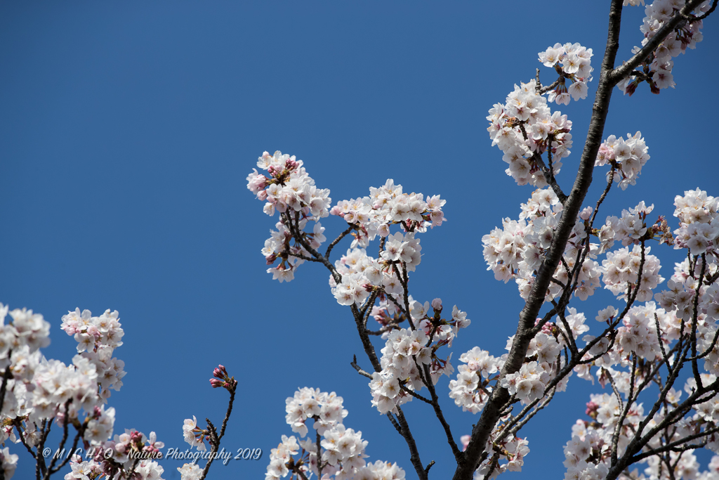 sakura