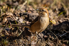 百舌鳥♀