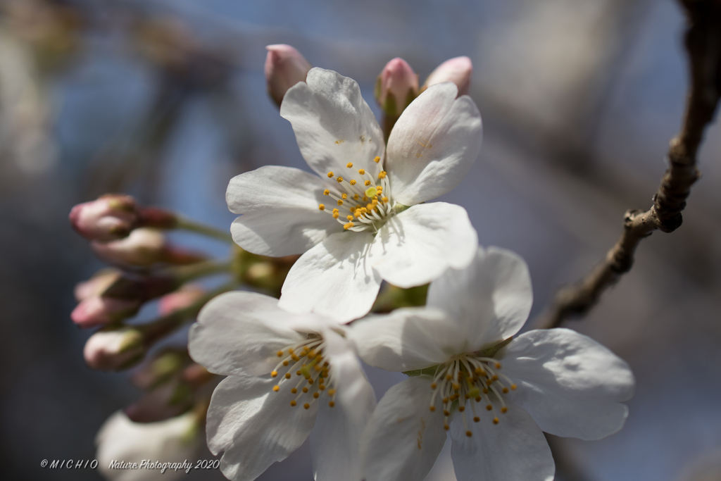 sakura