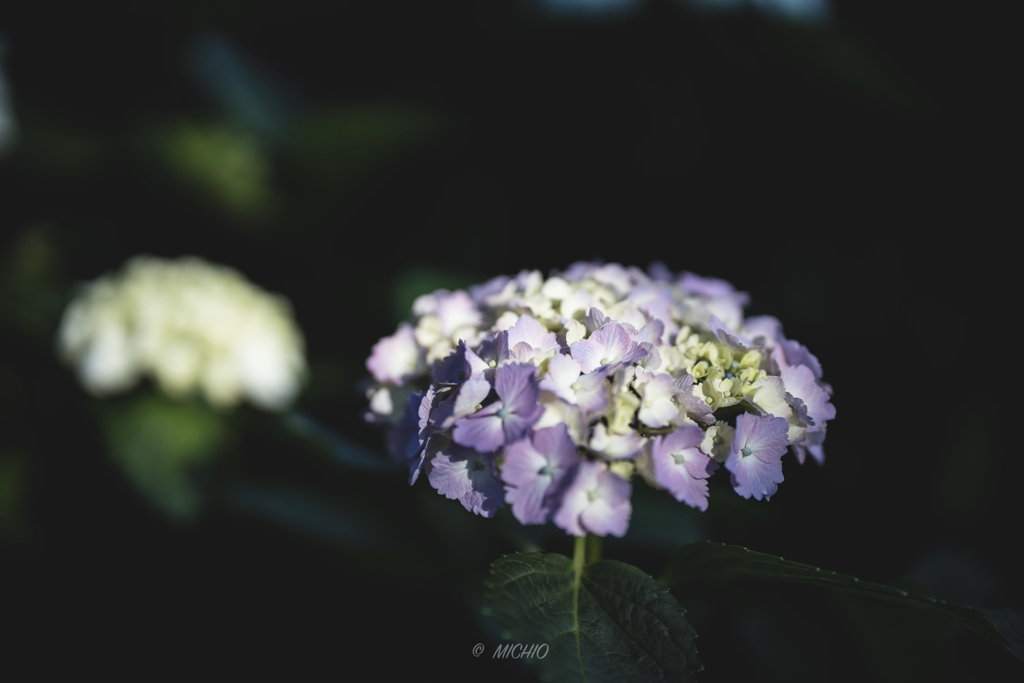 hydrangea