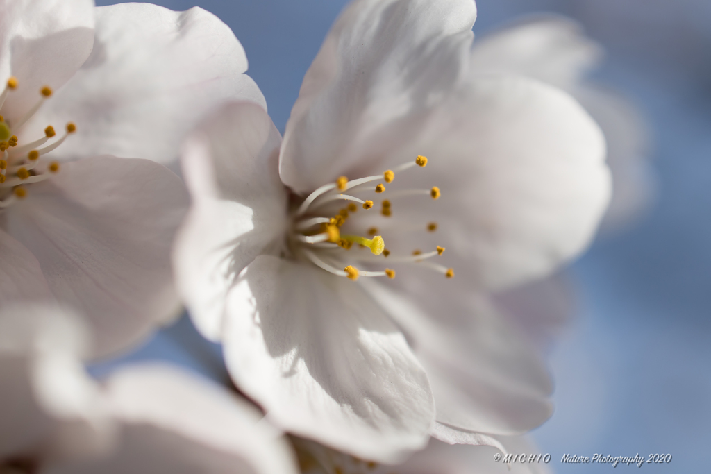 sakura