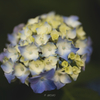 hydrangea