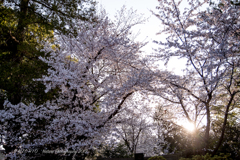 sakura