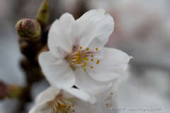 sakura