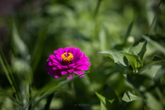 Zinnia