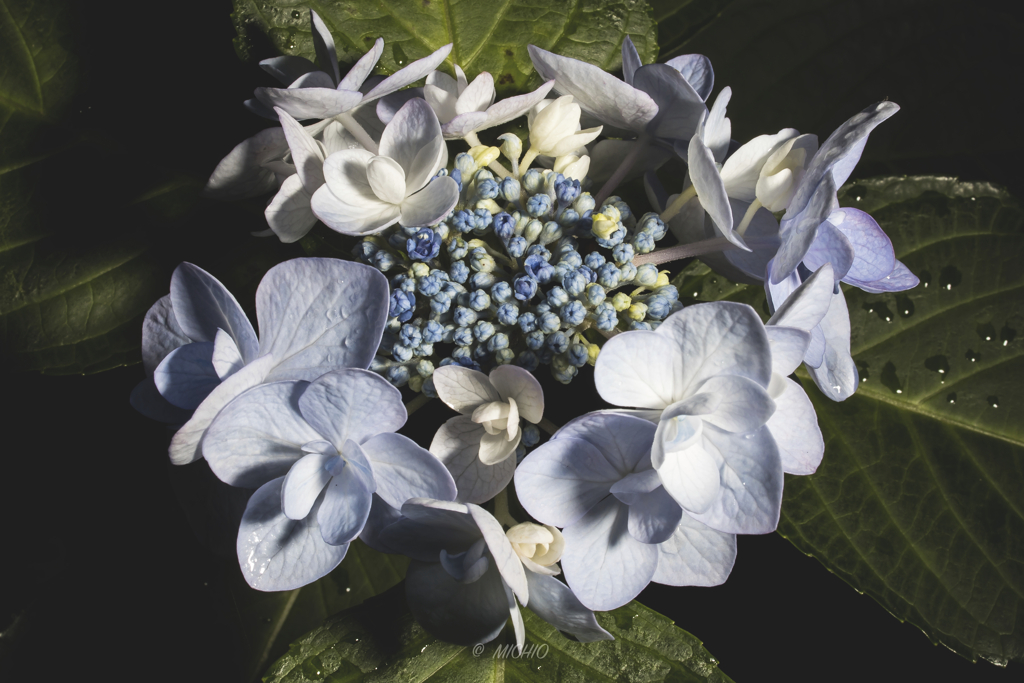 hydrangea