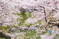 2016桜