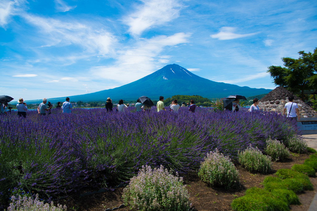 ラベンダー畑と富士山