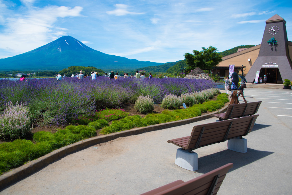 自然生活館とラベンダーと富士山と･･･