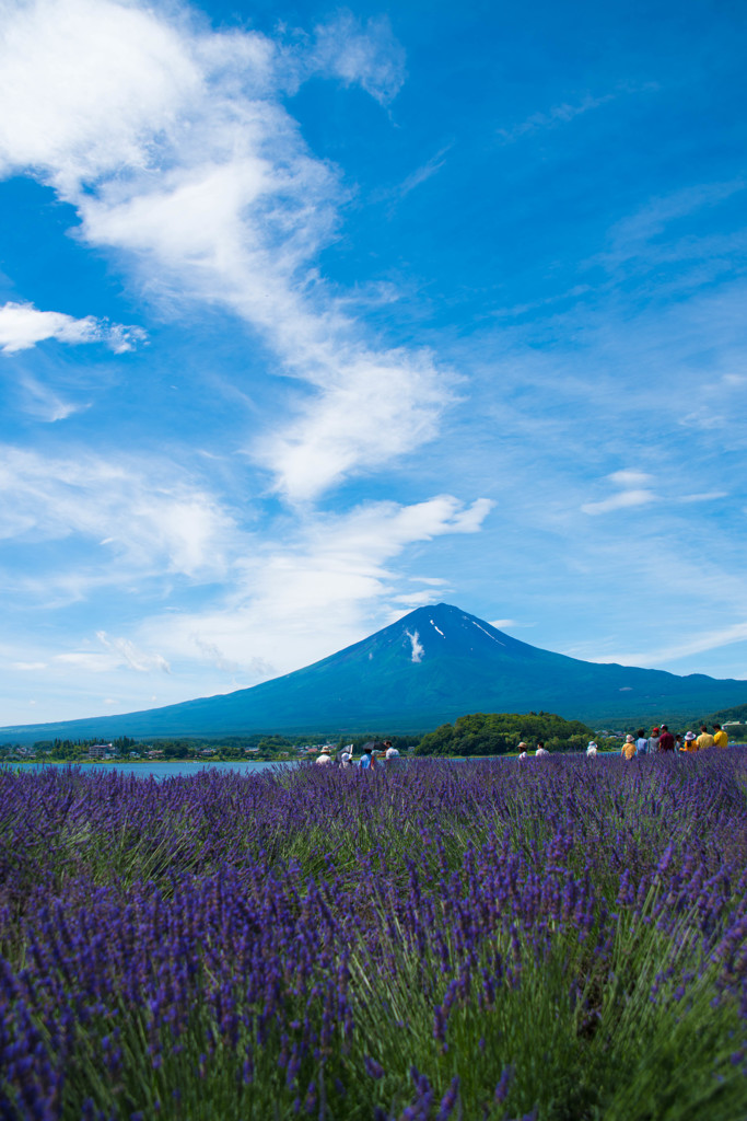 ラベンダー畑と富士山