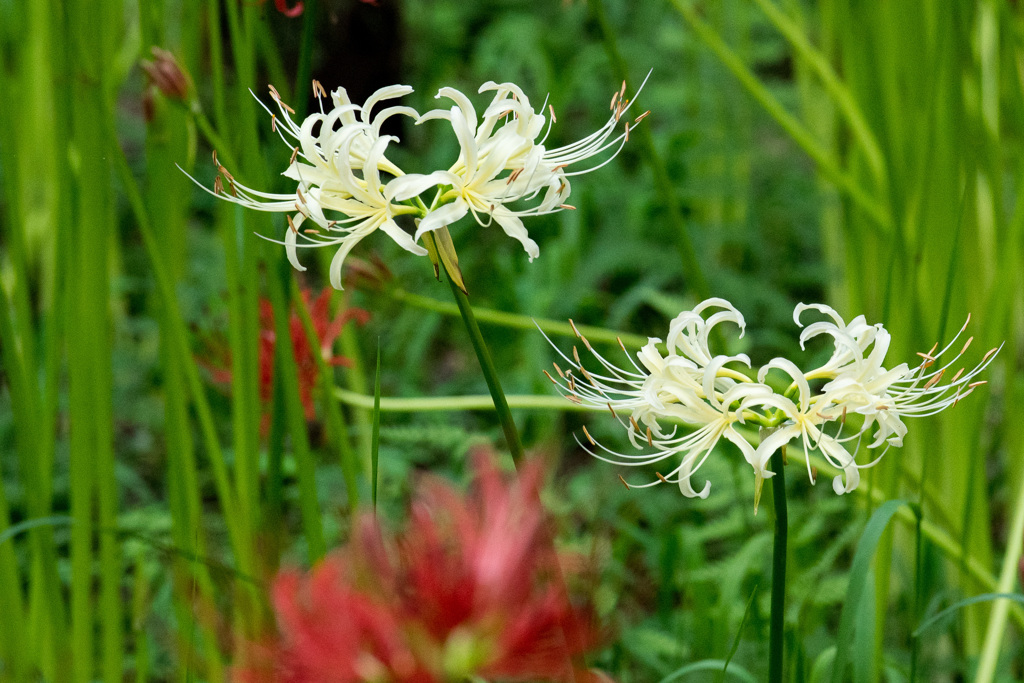 ハート形の曼珠沙華