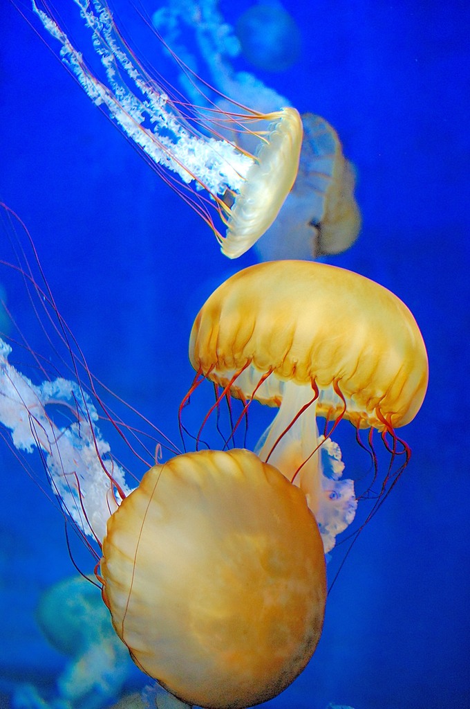 海月姫