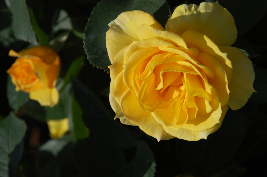 ひまわりのように。