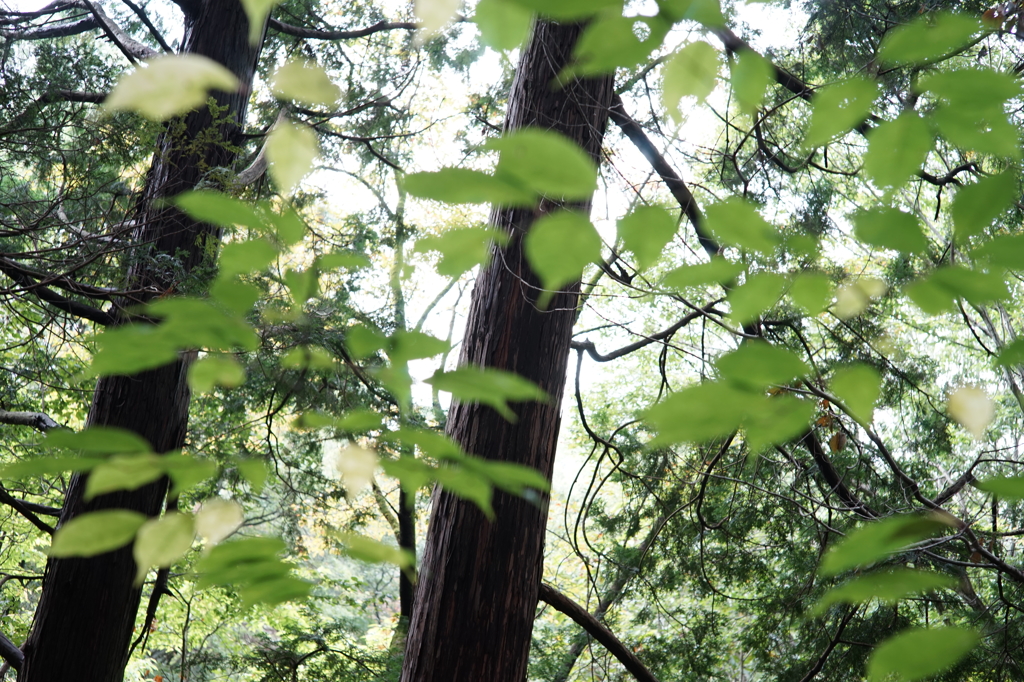 DSC02438