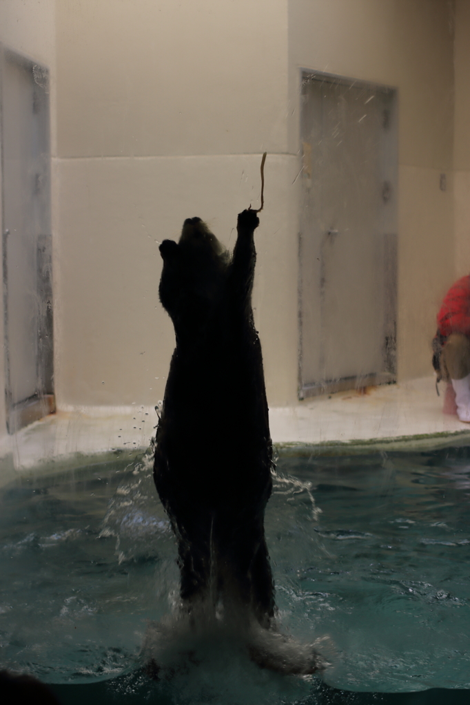 ジャンプするラッコ（鳥羽水族館）