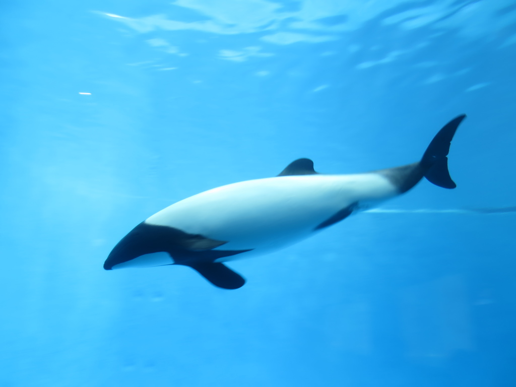 イロワケイルカ（鳥羽水族館）