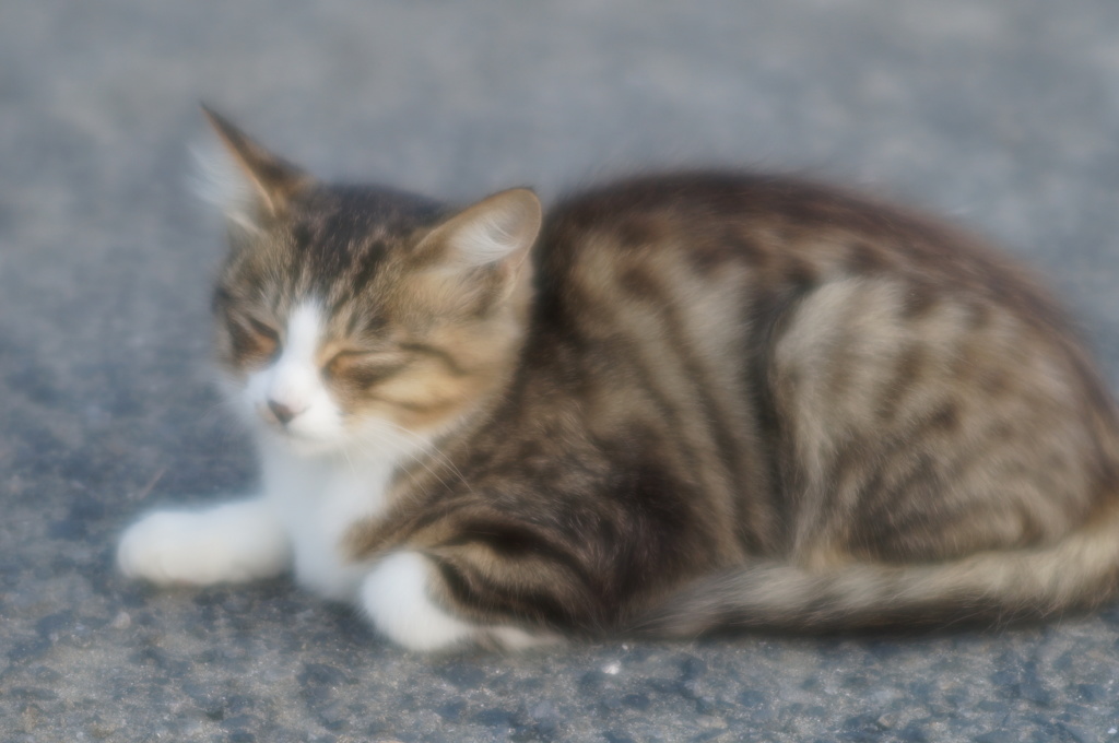 子猫