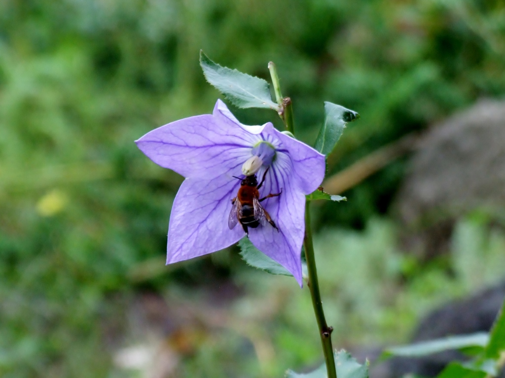 DSCF1940 (2)