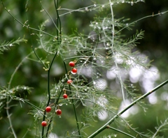 DSCF1781