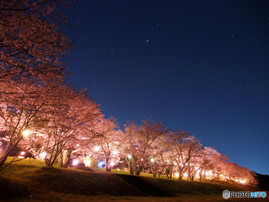 桜と星