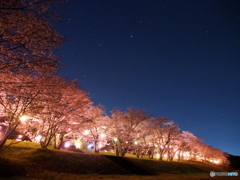 桜と星