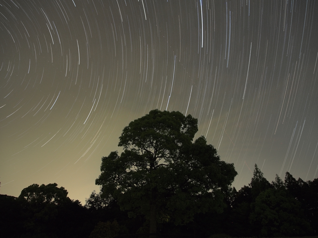 星と木と…