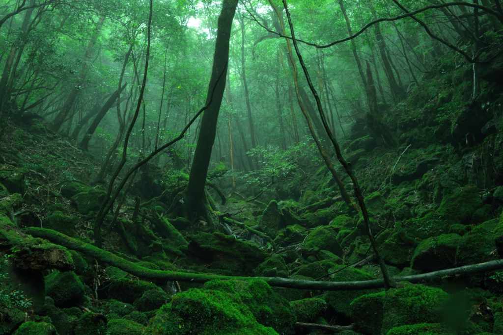 屋久島の森