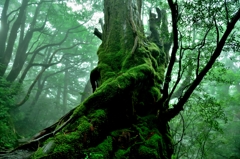 屋久杉
