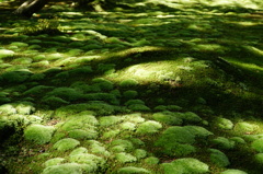 苔寺（西芳寺）