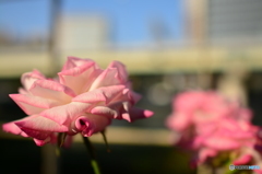 DSC_5410