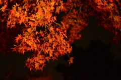 DSC_1360