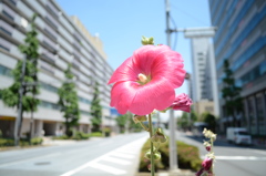 DSC_1409