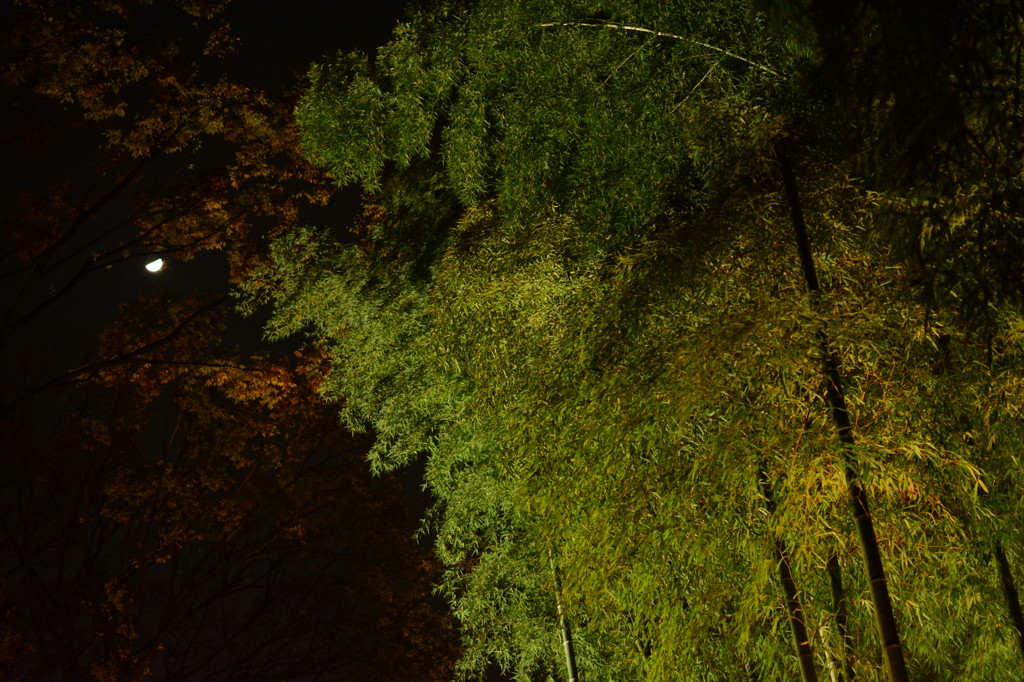 DSC_1307