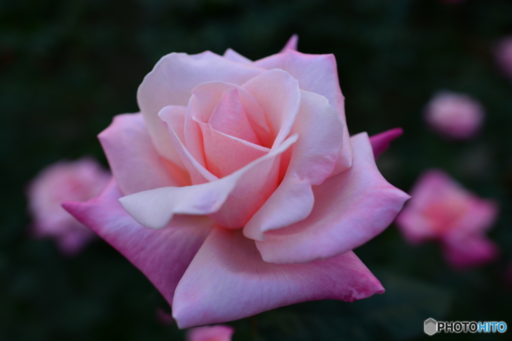 DSC_5414