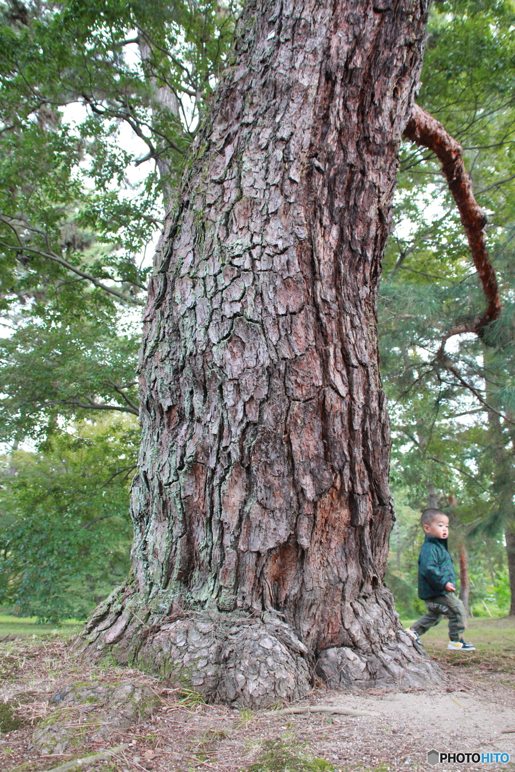 松の大木