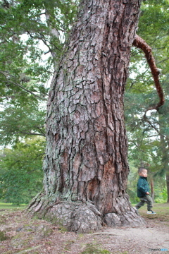 松の大木