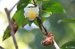 夏の忘れ物