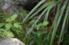 筑波山のオニ