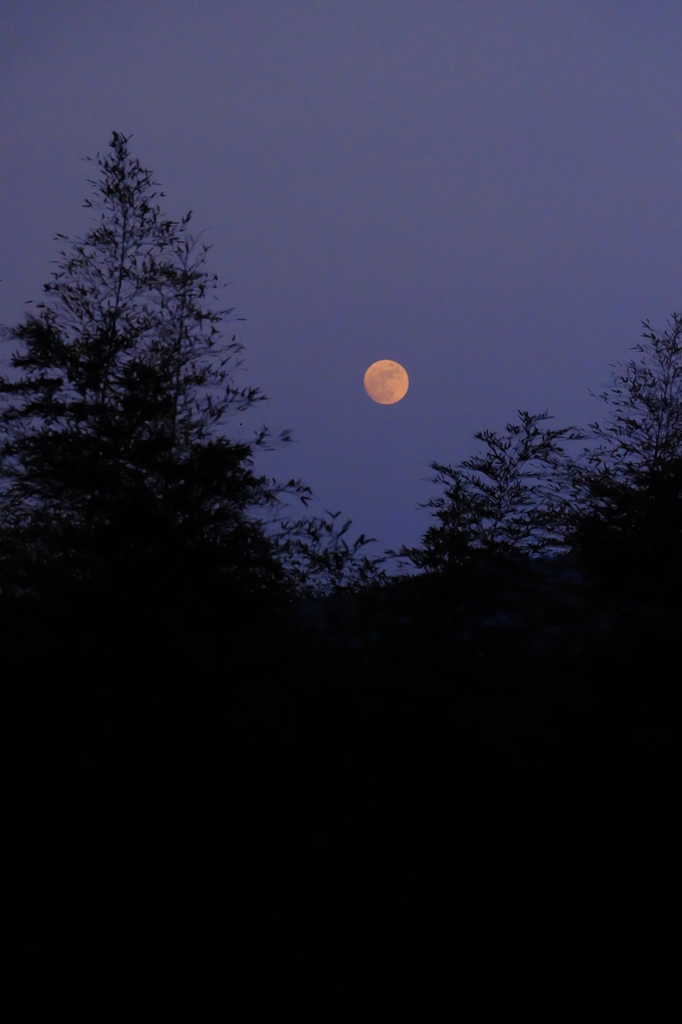 月夜に