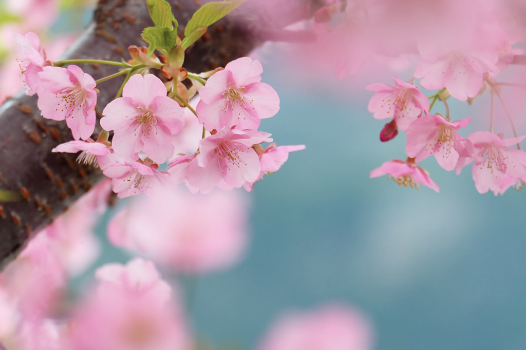 河津桜