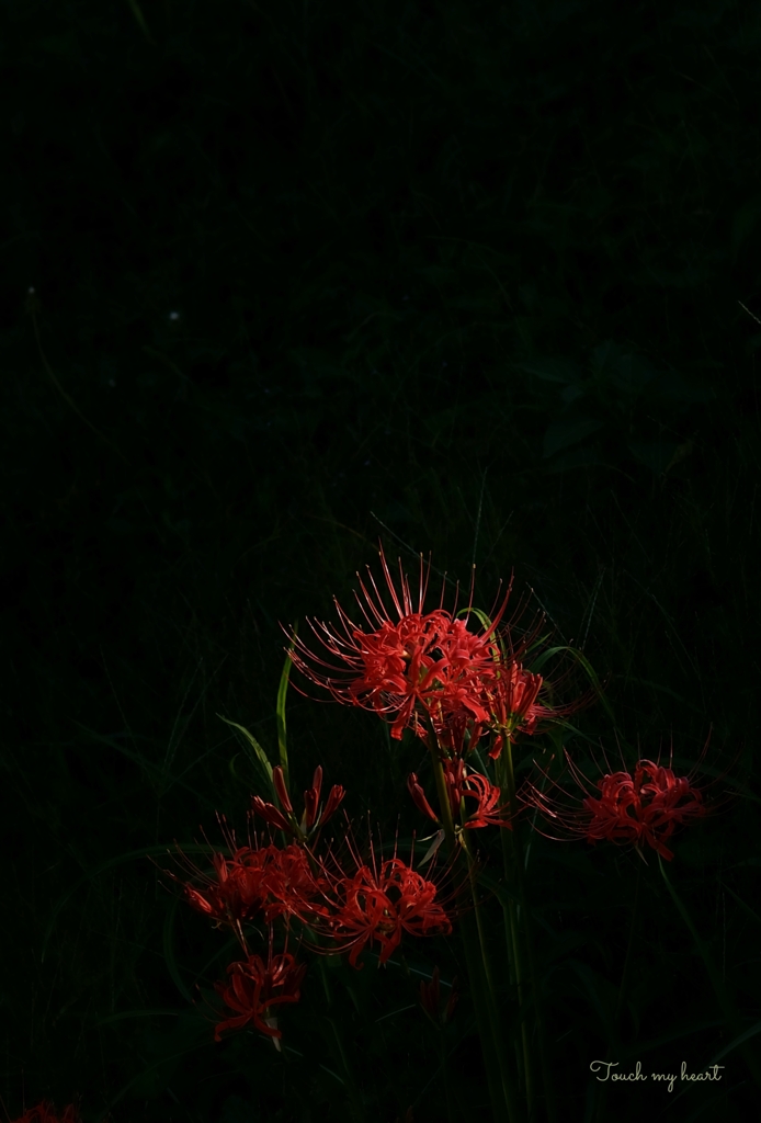 葉は花を見ず