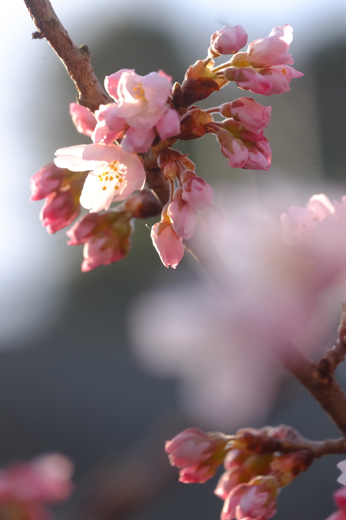 河津桜の頃