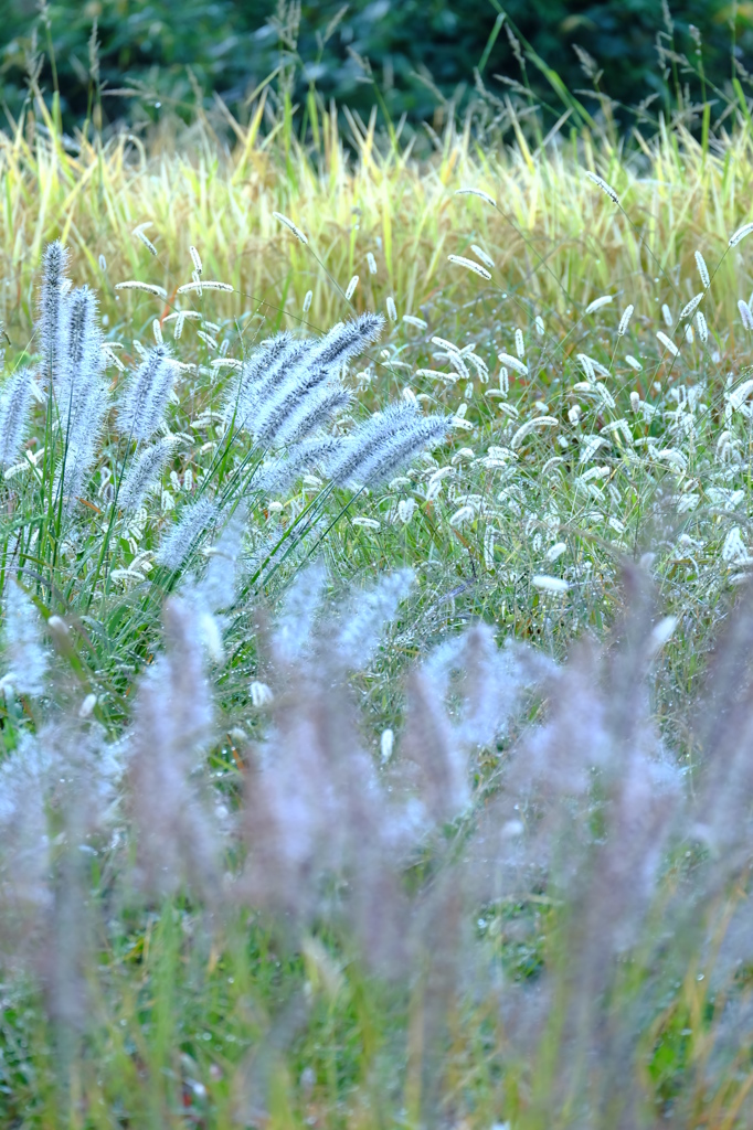 ほ・ほ・ほ・ほ