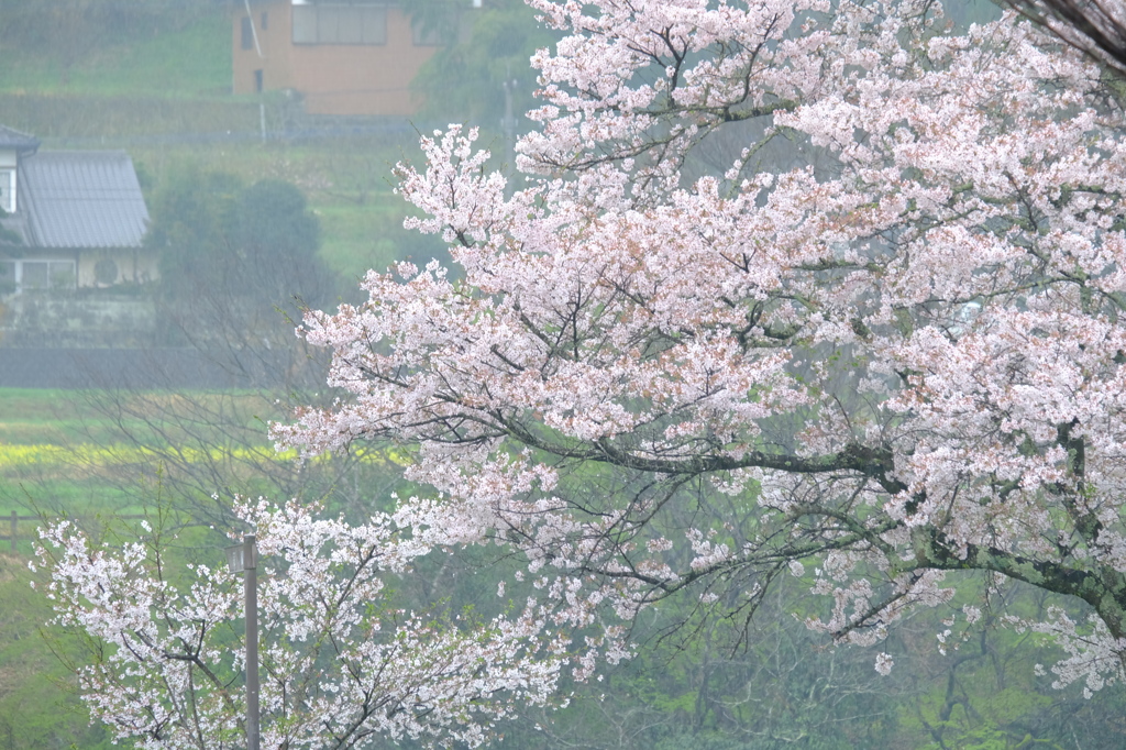 雨音