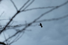 嵐のまえに　鳶