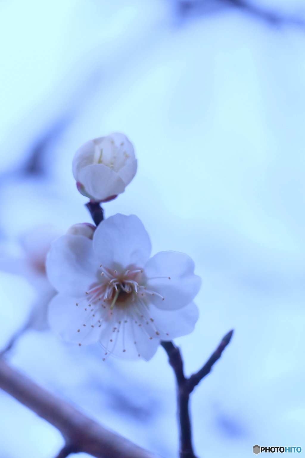 七瀬川の梅